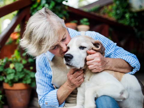 Aging Pets Care