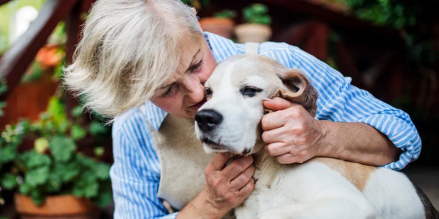 Aging Pets Care