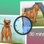Daily Exercise for Pets