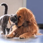 Happy and Healthy Pets