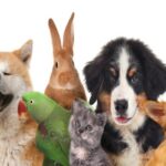 Pet Care Animal companionship Pet Nutrition Dog grooming Cat behavior Bird health Small animal care Pet training Veterinary care Pet supplies Pet Adoption Pet insurance Pet behavior problems Exotic pets Pet-friendly homes Pet Boarding Pet travel Pet Wellness Emotional support animals Responsible pet ownership